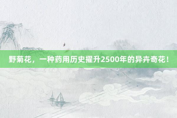 野菊花，一种药用历史擢升2500年的异卉奇花！